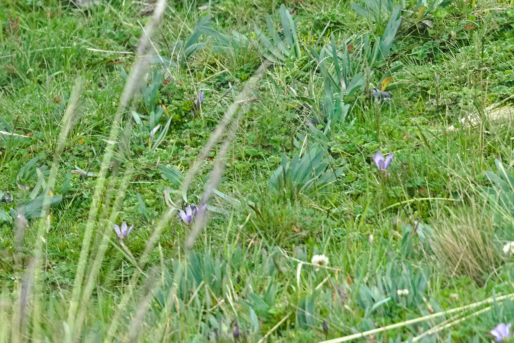 Gentianella cerastioides (Gentianella cerastioides)