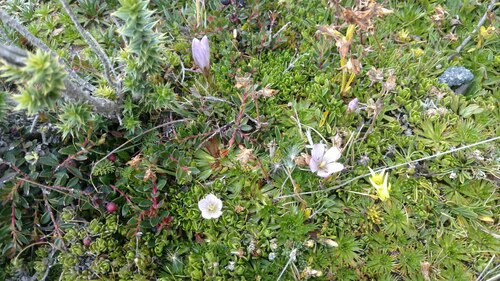 Gentianella cerastioides (Gentianella cerastioides)