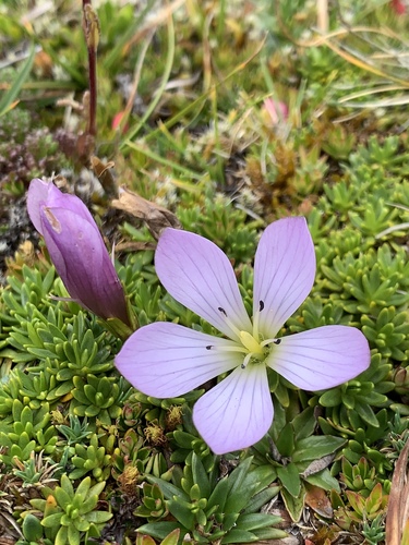 Gentianella cerastioides (Gentianella cerastioides)