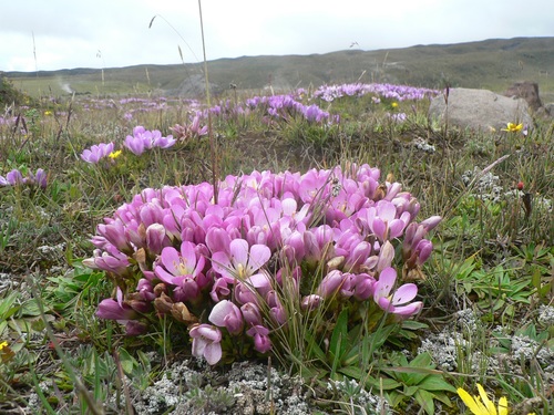 Gentianella cerastioides (Gentianella cerastioides)