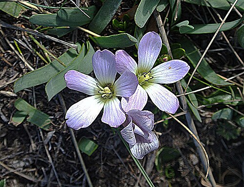 Gentianella cerastioides: From 4000 meters elevation on Chimborazo mountain, Ecuador. The large leaves are of another plant.