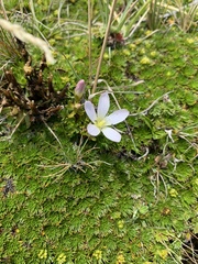 Gentianella cerastioides (Gentianella cerastioides)