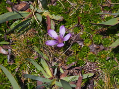 Gentianella cerastioides (Gentianella cerastioides)