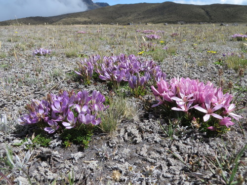 Gentianella cerastioides (Gentianella cerastioides)
