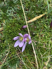 Gentianella cerastioides (Gentianella cerastioides)