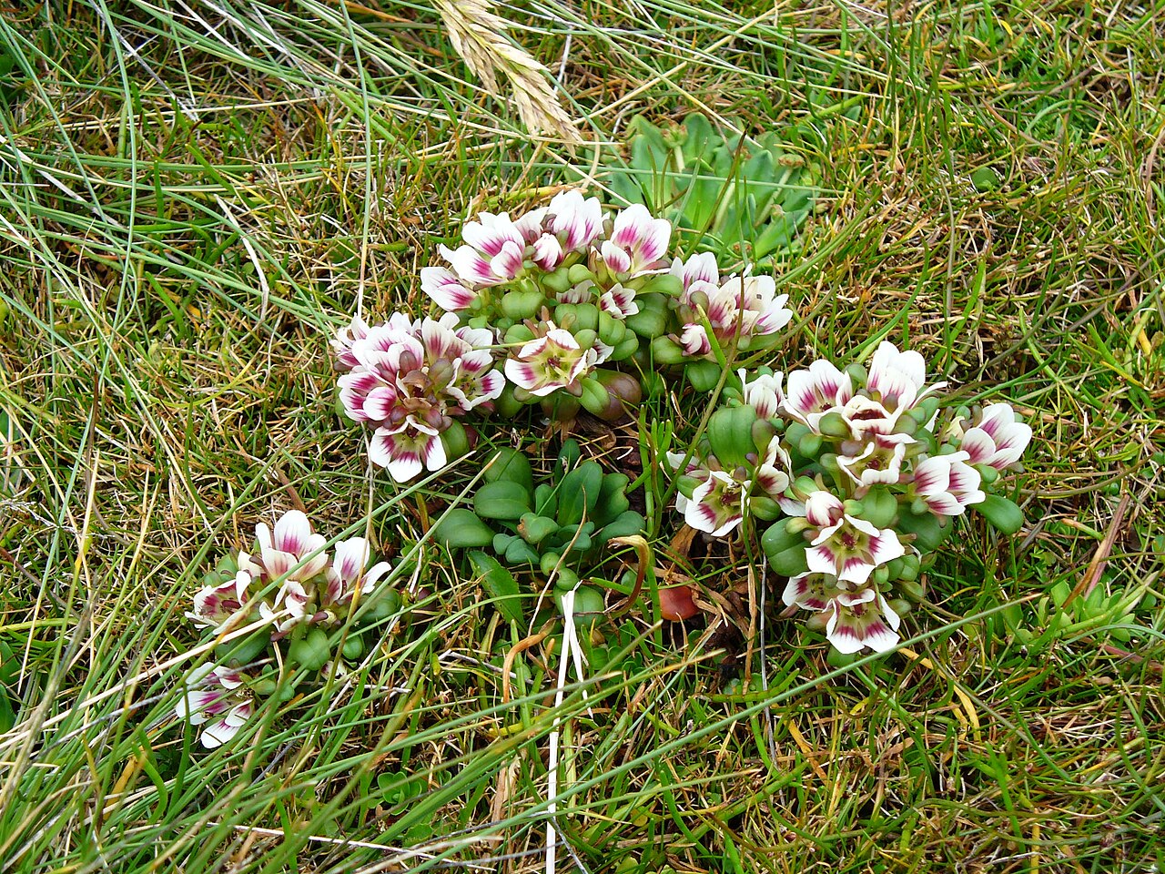 Gentianella concinna: Gentianella concinna , a companion plant in megaherb communities, growing on Enderby Island, one of the Auckland Islands, sub-antarctic islands of New Zealand.