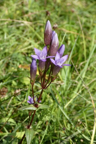 Chiltern gentian (Gentianella germanica)