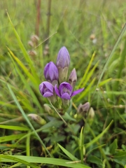Chiltern gentian (Gentianella germanica)