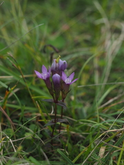 Chiltern gentian (Gentianella germanica)