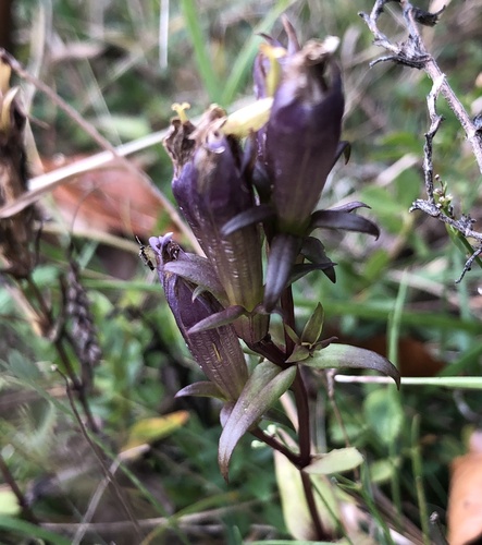 Chiltern gentian (Gentianella germanica)