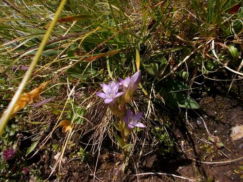 Chiltern gentian (Gentianella germanica)