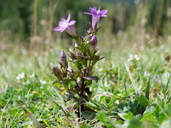 Chiltern gentian (Gentianella germanica)