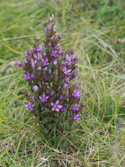 Chiltern gentian (Gentianella germanica)