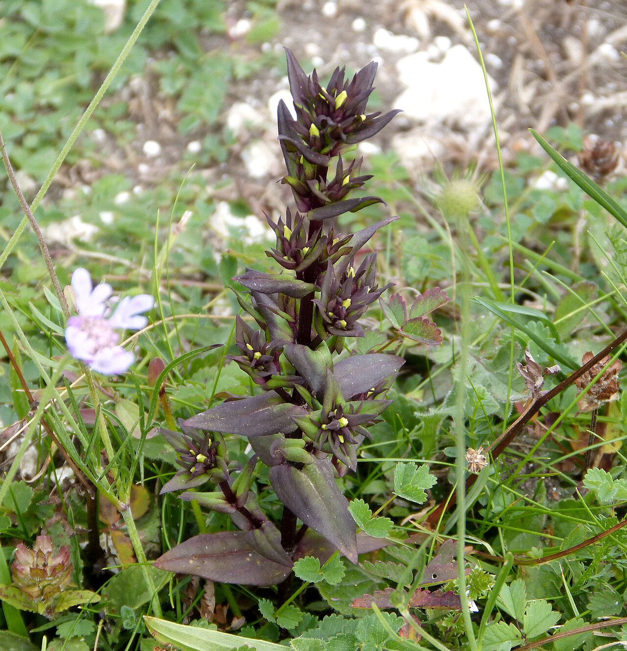 Chiltern gentian: Aston Rowant, Oxon.