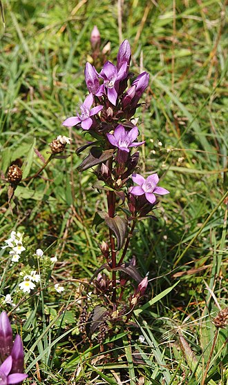 Chiltern gentian: Gentianella germanica , Tannheimer Tal, Austria
