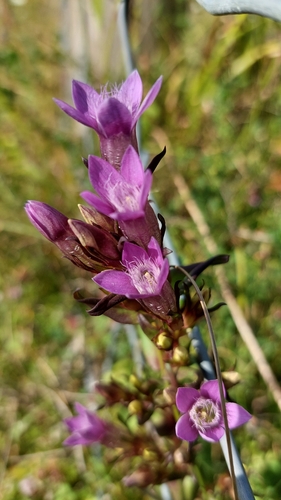 Chiltern gentian (Gentianella germanica)