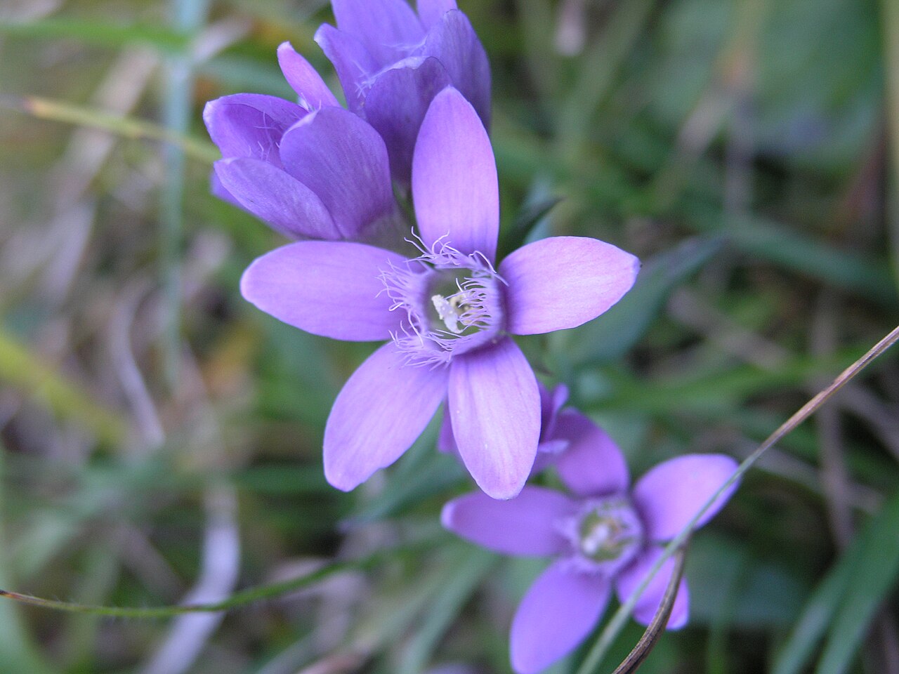 Chiltern gentian: Gentiana germanica
