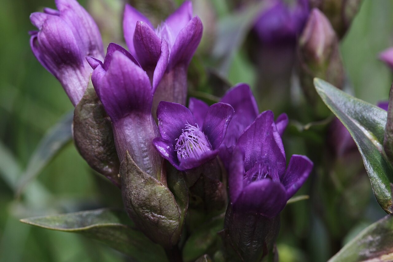 Chiltern gentian: Chiltern Gentian - Gentianella germanica