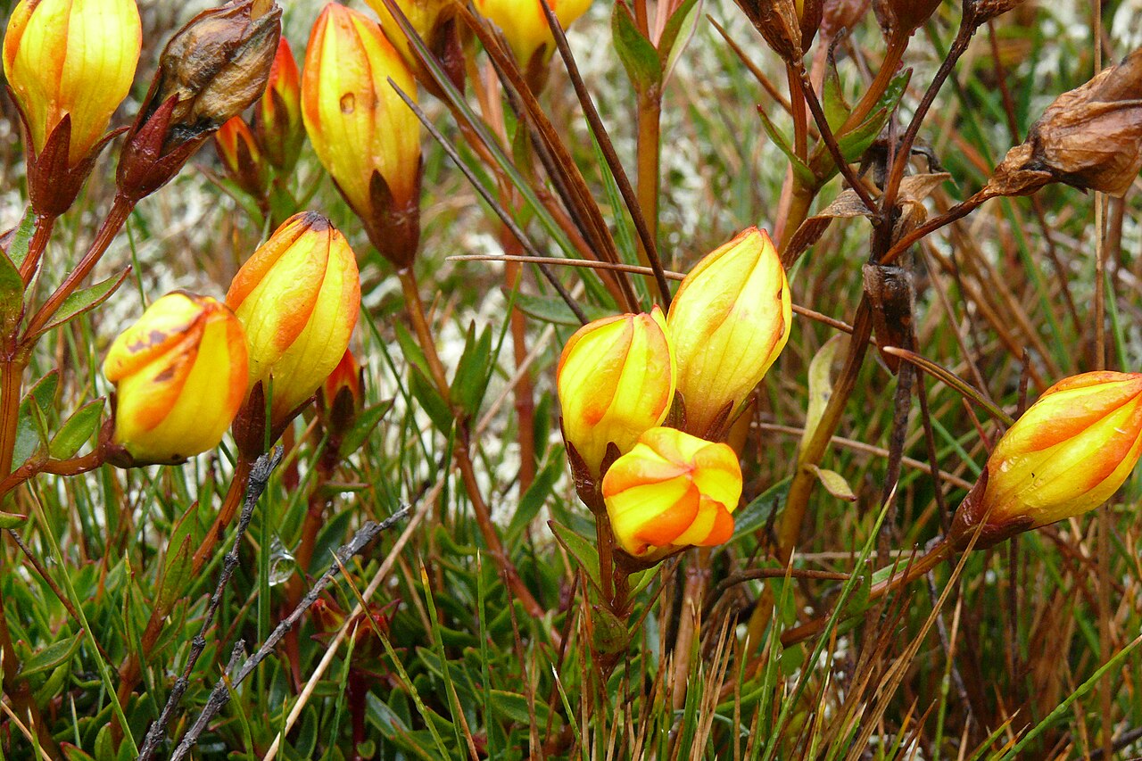 Gentianella hirculus: Sarashima, Globito ( Gentianella hirculus ), Parque Nacional Cajas