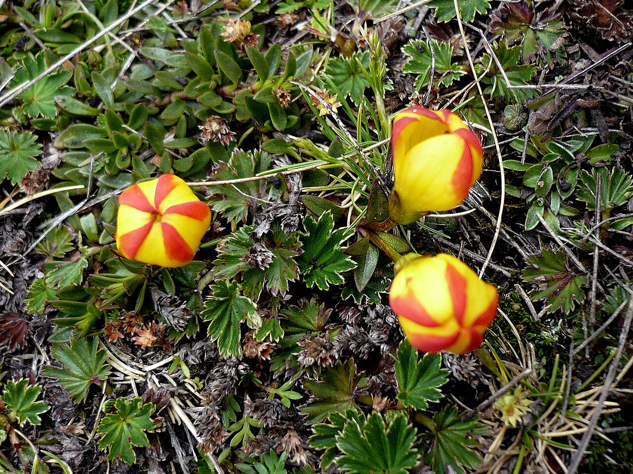 Gentianella hirculus: Gentianella hirculus