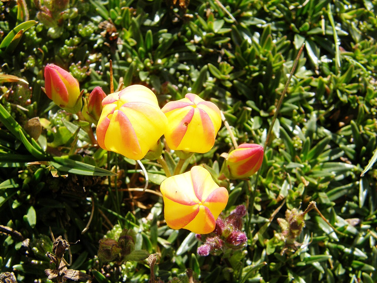 Gentianella hirculus: Gentianella hirculus con flores