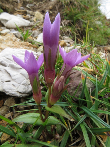 Gentianella lutescens (Gentianella lutescens)