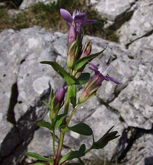 Gentianella lutescens: Gentianella lutescens
