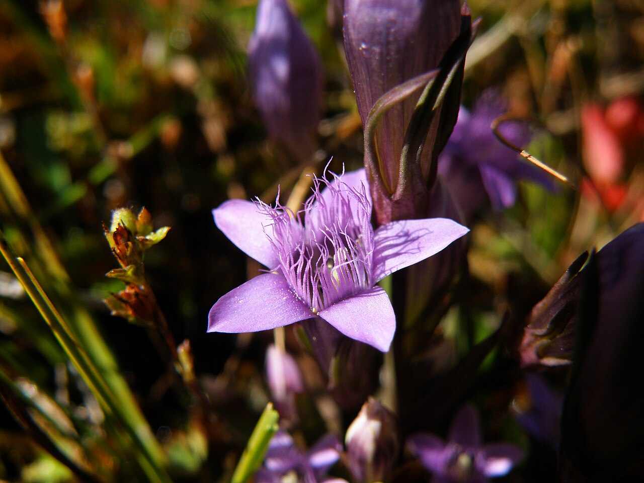 Gentianella lutescens: Gentianaceae, Gentianella lutescens, фотографиран на Шар Планина