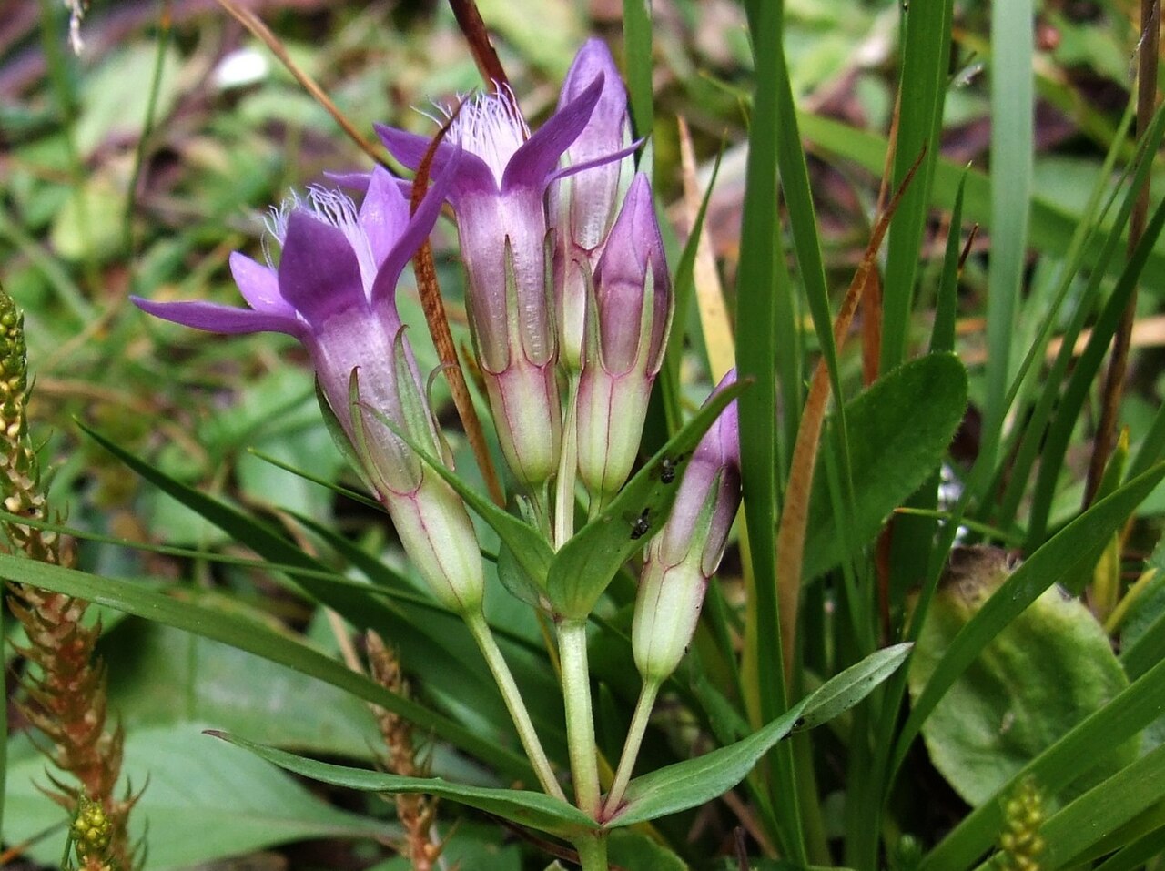 Gentianella lutescens: Gentianella lutescens