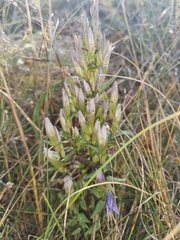 Gentianella lutescens (Gentianella lutescens)
