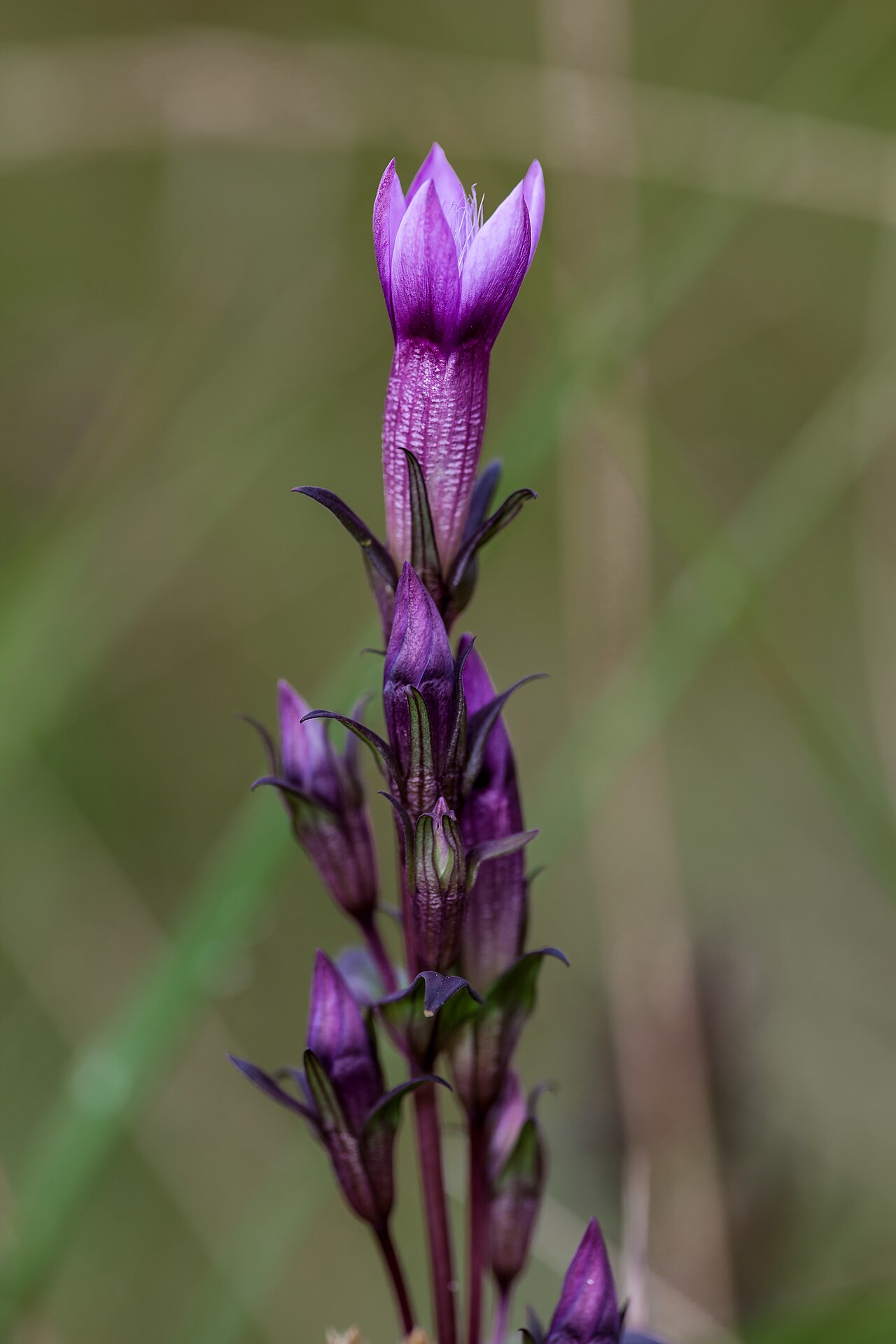 Gentianella obtusifolia: Gentianella aspera