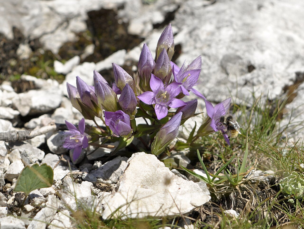 Gentianella obtusifolia: Gentianella aspera in Totes Gebirge, Austria