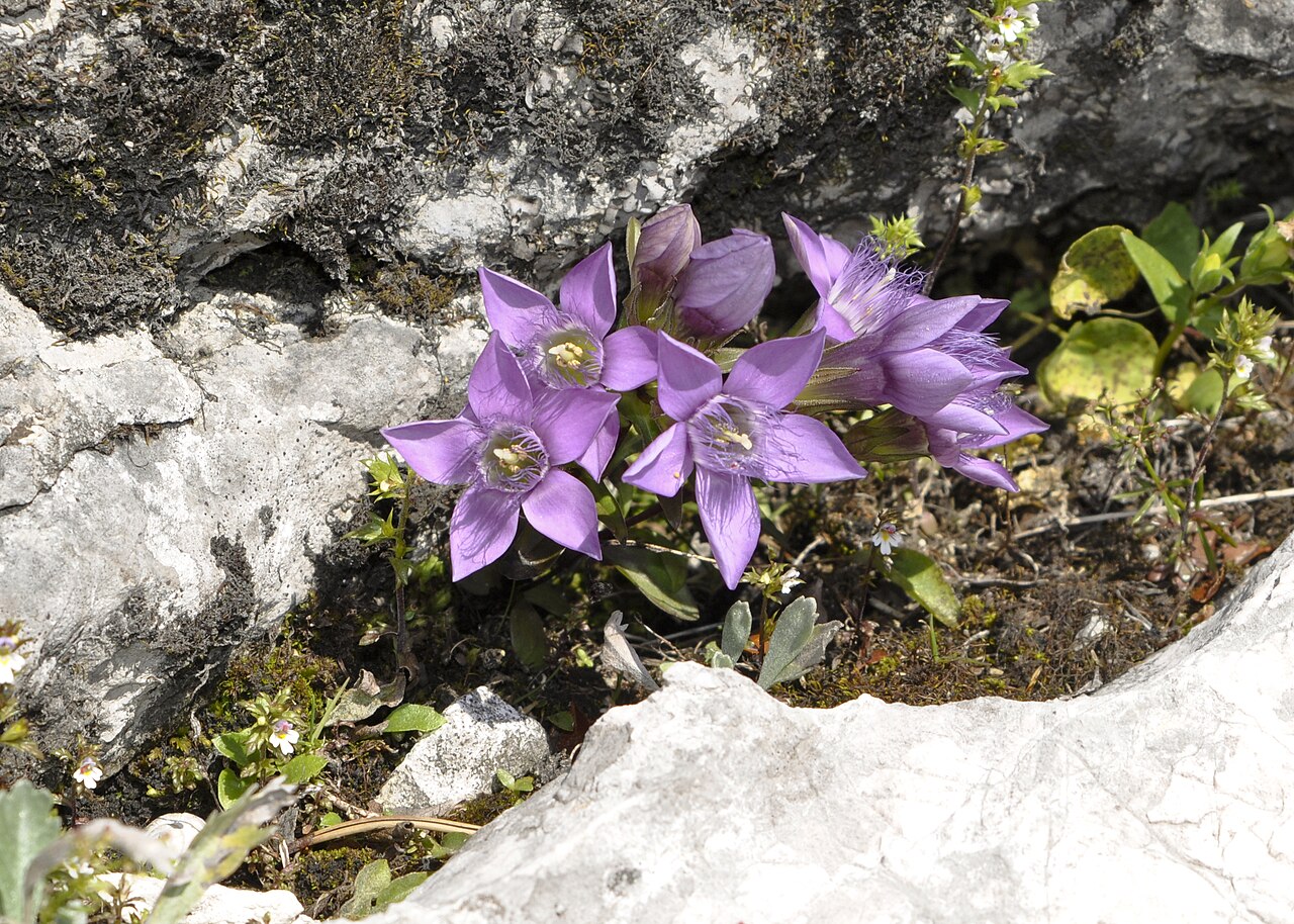 Gentianella obtusifolia: Gentianella aspera in Totes Gebirge, Austria