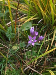 Gentianella obtusifolia (Gentianella obtusifolia)