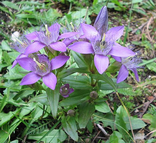 Gentianella obtusifolia (Gentianella obtusifolia)