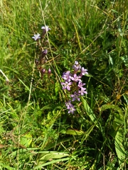 Gentianella obtusifolia (Gentianella obtusifolia)