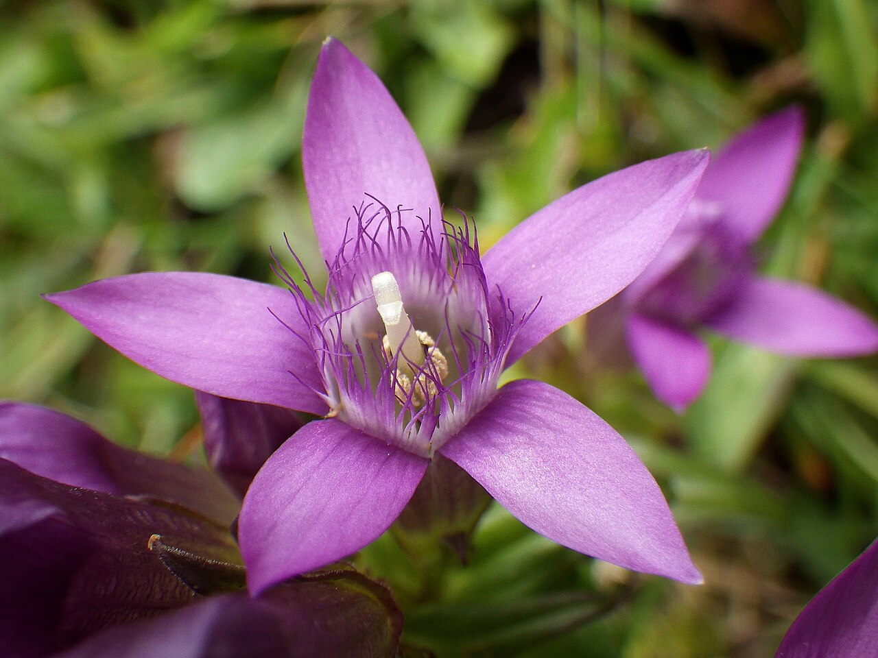 Gentianella obtusifolia: Beschreibung kommt noch