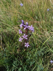Gentianella obtusifolia (Gentianella obtusifolia)