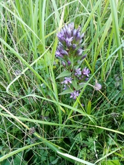 Gentianella obtusifolia (Gentianella obtusifolia)