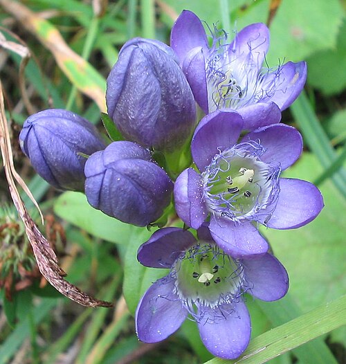 Gentianella obtusifolia (Gentianella obtusifolia)