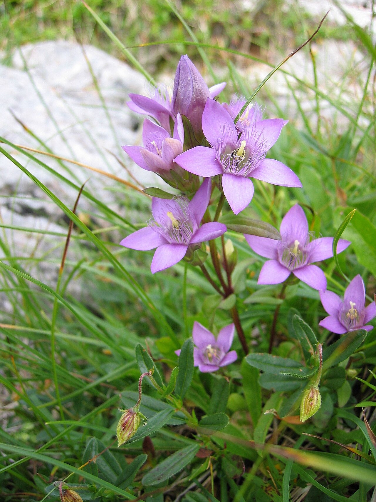 Gentianella obtusifolia: Gentianella_aspera Dachstein ~2000m, Upper Austria, Austria