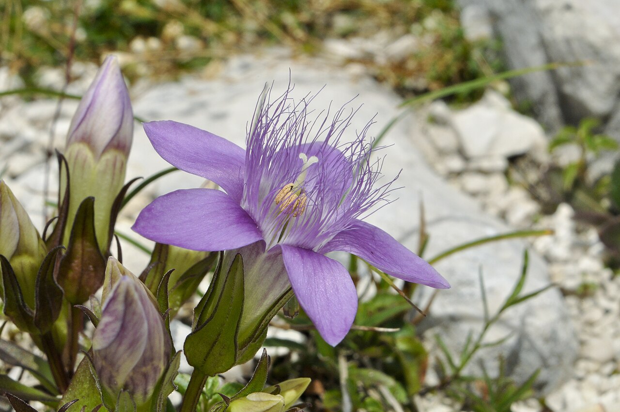 Gentianella obtusifolia: Gentianella aspera in Totes Gebirge, Austria