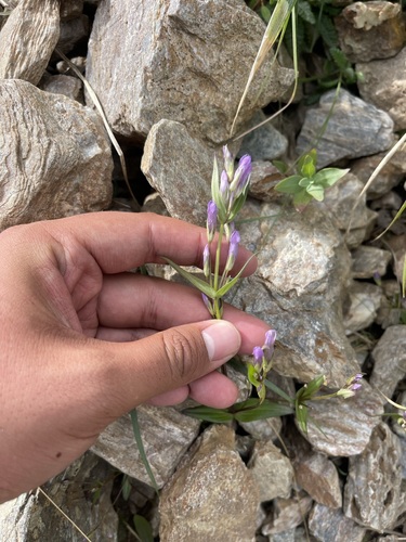 Fourpart dwarf gentian (Gentianella propinqua)