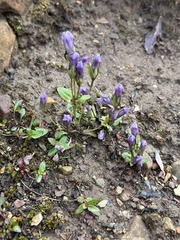 Fourpart dwarf gentian (Gentianella propinqua)