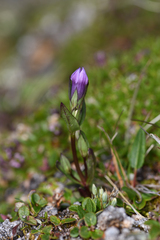Fourpart dwarf gentian (Gentianella propinqua)