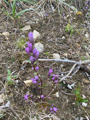 Fourpart dwarf gentian (Gentianella propinqua)