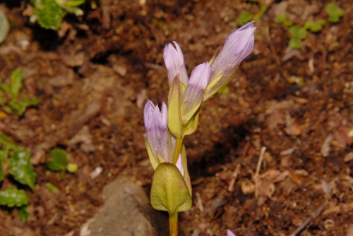 Fourpart dwarf gentian (Gentianella propinqua)