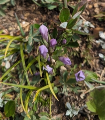 Fourpart dwarf gentian (Gentianella propinqua)