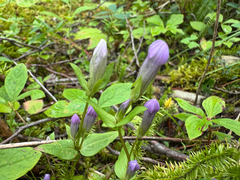 Fourpart dwarf gentian (Gentianella propinqua)