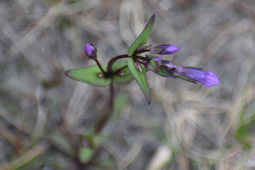 Fourpart dwarf gentian (Gentianella propinqua)